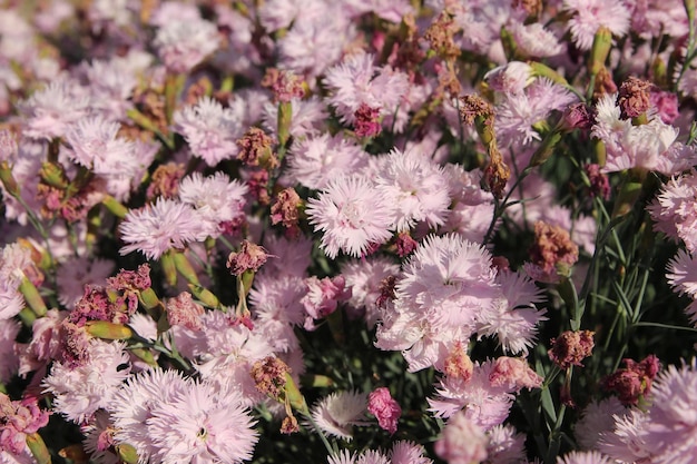 A bunch of flowers that are purple and white