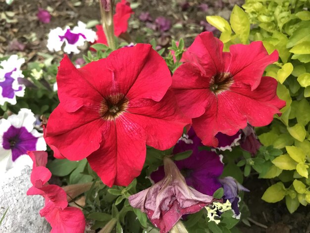 A bunch of flowers that are red and purple