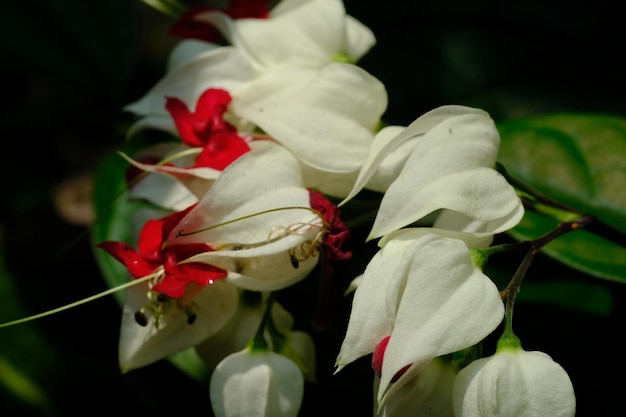 赤と白の色のクレロデンドラム トムソニエの花の束がハートのつるを出血しています。