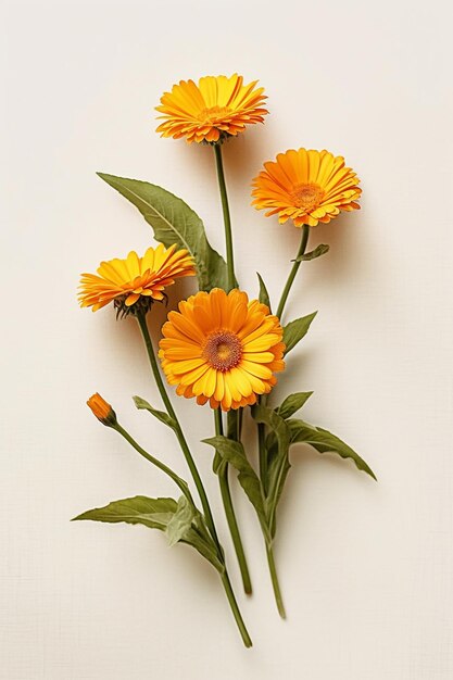 A bunch of flowers on a white background