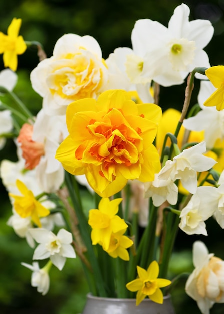 A bunch of flowers with the word daffodils on it