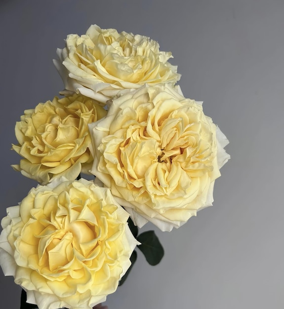 A bunch of flowers with yellow petals and a green stem.