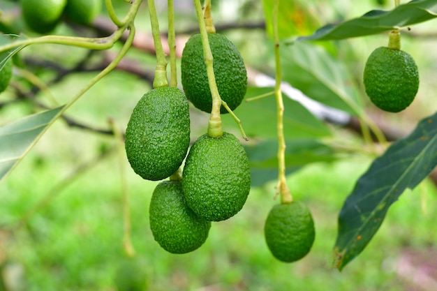 Foto mazzo di avocado freschi su un ramo di un albero di avocado in giardino soleggiato