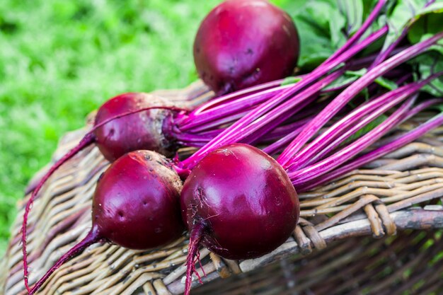 Bunch of fresh beetroots with leaves in the garden