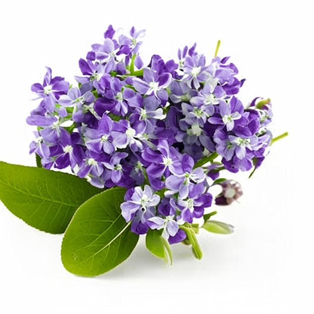 Bunch of fresh blue lilac flowers isolated on white background