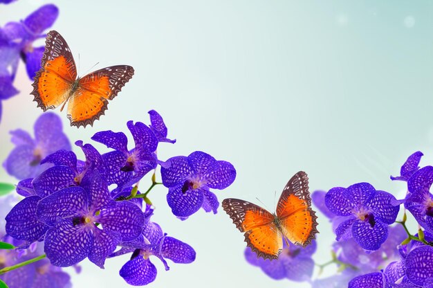 Bunch of fresh blue orchid flowers with butterflies frame over bokeh background