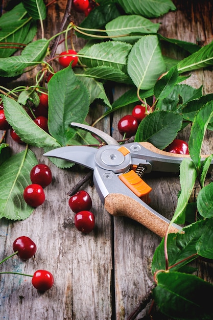 Bunch of fresh cherries with secateurs