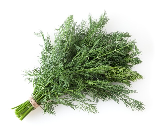 Bunch of fresh dill isolated on white background