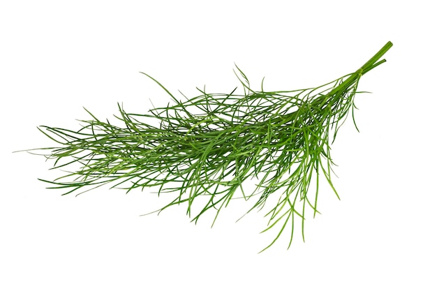 Bunch of fresh dill