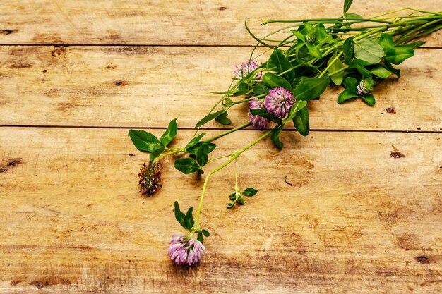 Bunch of fresh flowering clover