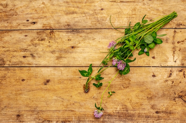 Bunch of fresh flowering clover