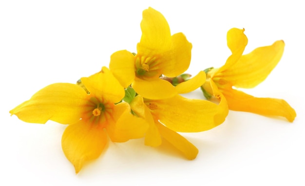 Bunch of fresh forsythia over white background