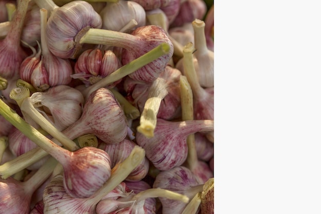 A bunch of fresh garlic on the counter Healthy food vegetarianism and natural treatment Closeup Space for text on a light gray background