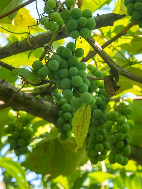 Гроздь свежего зеленого винограда на лозе с зелеными листьями в винограднике. Фрукты