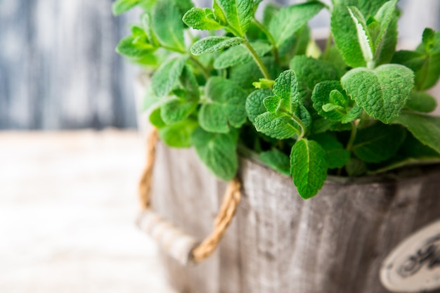 Bunch of Fresh green organic mint leaf on wooden table closeup. Selective focus. Mint.