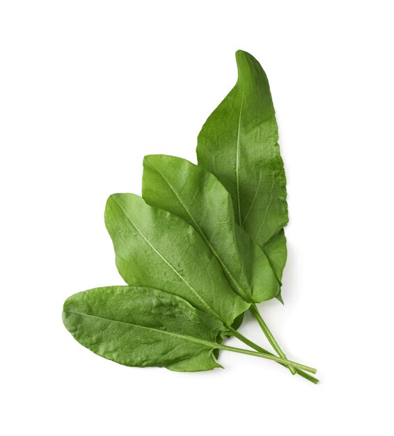 Bunch of fresh green sorrel leaves on white background above view