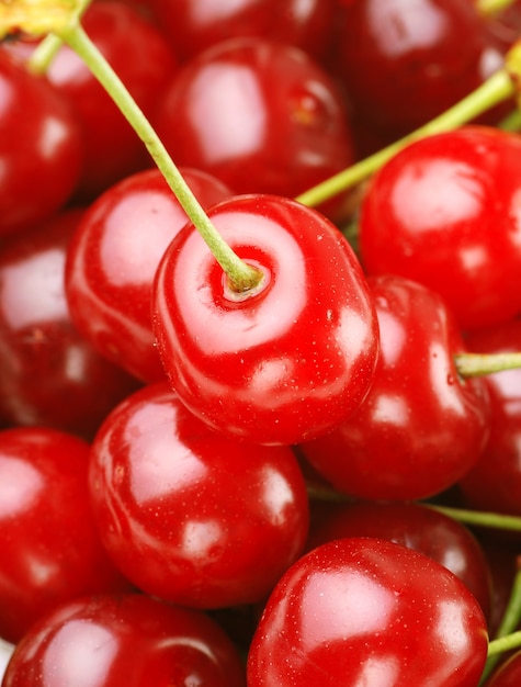 Bunch of fresh, juicy, ripe cherries