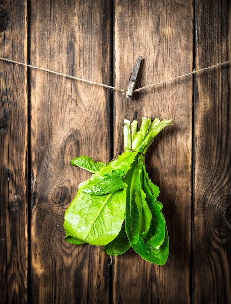 Bunch of fresh leaves hanging on a string