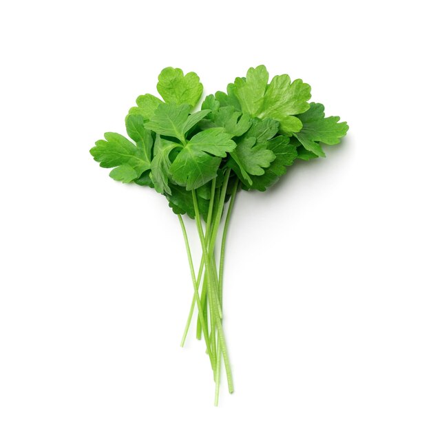 Bunch of fresh leaves of parsley isolated on white background