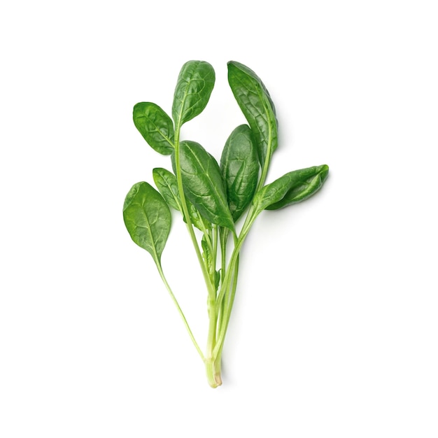 Букет свежих листьев шпината на белом фоне