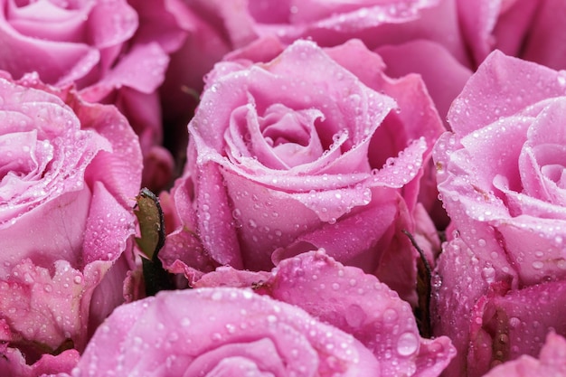 Куча свежих светло-пурпурных роз цветочный фон