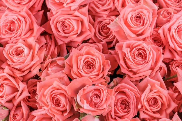 Bunch of fresh light orange pink roses floral background