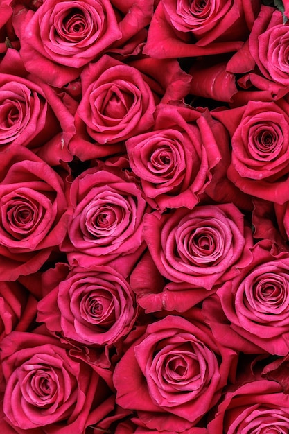 Bunch of fresh magenta roses floral background