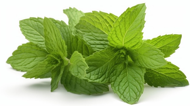 A bunch of fresh mint leaves on a white background