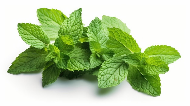 A bunch of fresh mint leaves on a white background