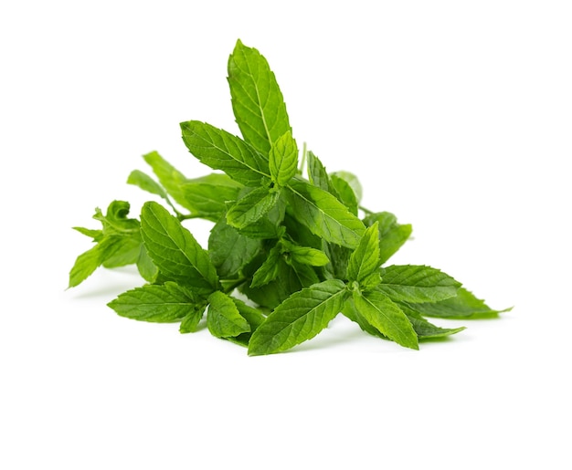 Bunch of fresh mint