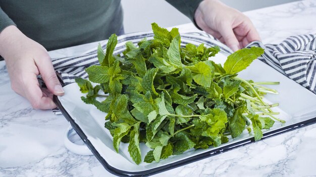 Bunch of fresh organic mint from the summer garden.