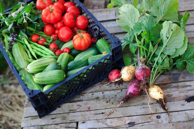 Foto un mazzo di ravanelli freschi biologici e un cesto con cetrioli, pomodori, fagioli ed erbe aromatiche