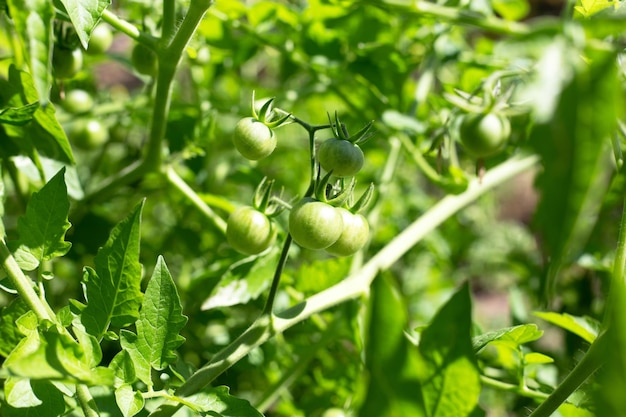 Bunch of fresh organic tomatoes