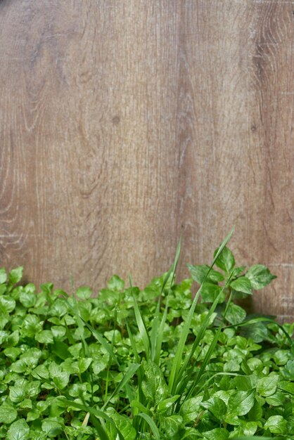 A bunch of fresh parsley on a wooden table