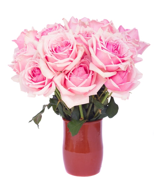 Bunch of fresh pink blooming roses in clay pot  isolated on white background