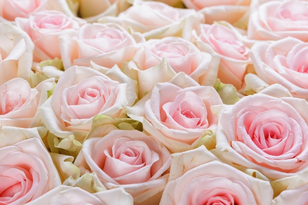 新鮮なピンクの淡いバラの花の背景の束