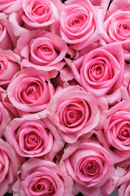 Light Pink Roses Wallpapers  Wallpaper Cave