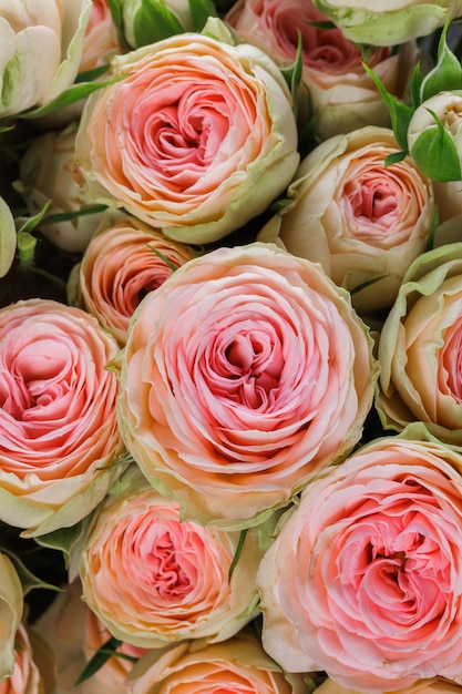 Bunch of fresh pink pale roses floral background