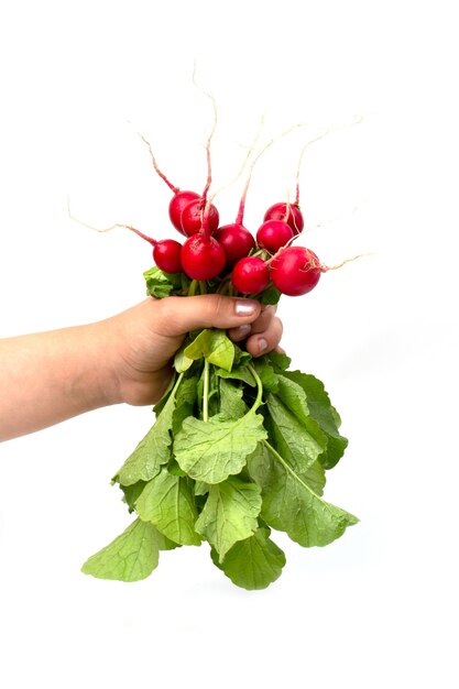 Foto un mazzo di ravanelli rosa freschi in mano di una donna isolato su uno sfondo bianco.