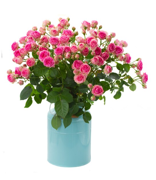 Bunch of fresh pink roses in blue pot isolated on white space