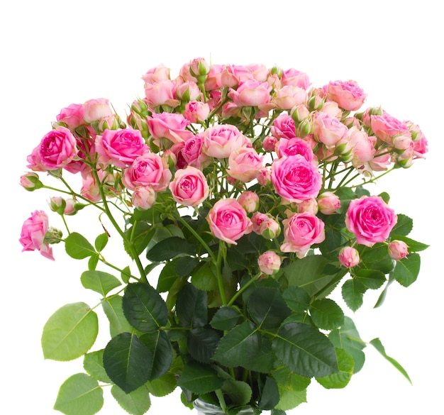 Bunch  of fresh pink roses close up isolated on white space