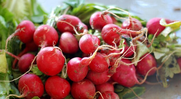 Photo bunch of fresh radish for sale