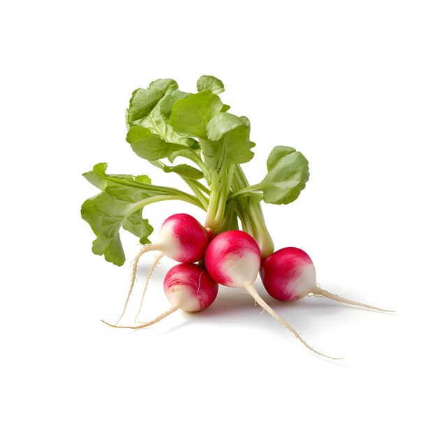 A bunch of fresh radishes isolated High resolution