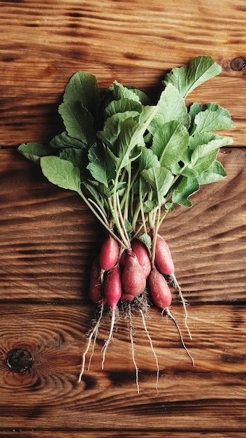 Bunch of fresh radishes vegetable harvest on wooden rustic background