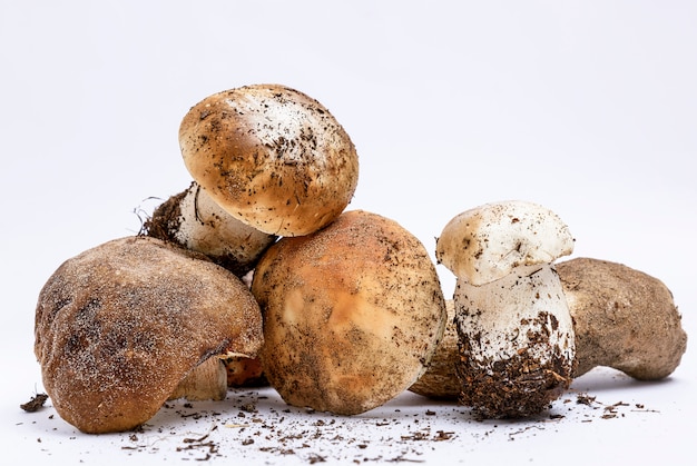 Bunch of fresh raw mushrooms with roots on white