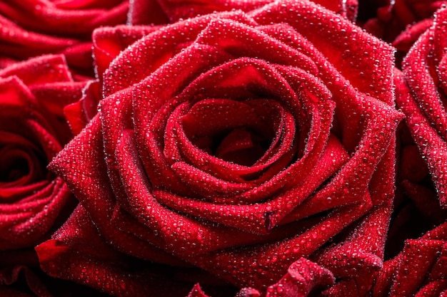 Bunch of fresh red roses floral background