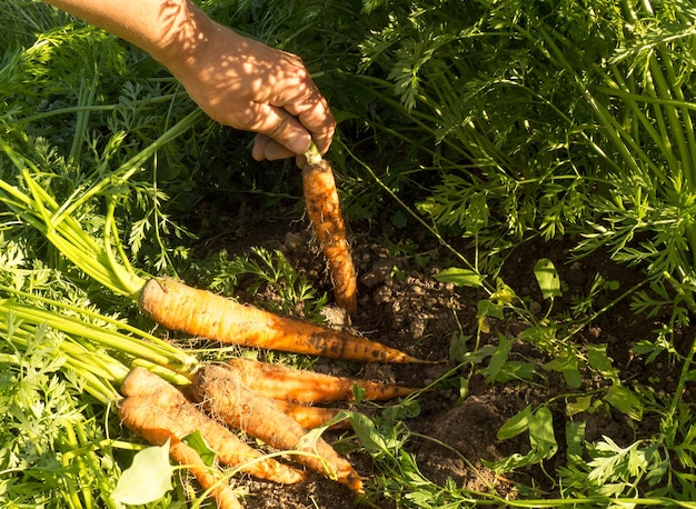 Mazzo di carote mature fresche su una cresta di agricoltura biologica