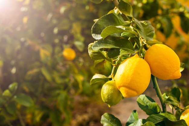 Bunch of fresh ripe lemons on a lemon tree