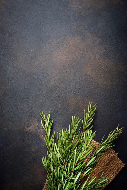 Bunch of fresh rosemary on dark background