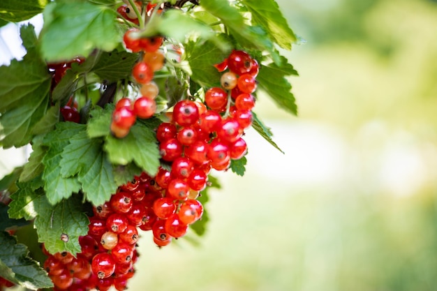 Bunch of fresh seasonal red ribes berry with green foliage at summer sunny day ripe edible plant